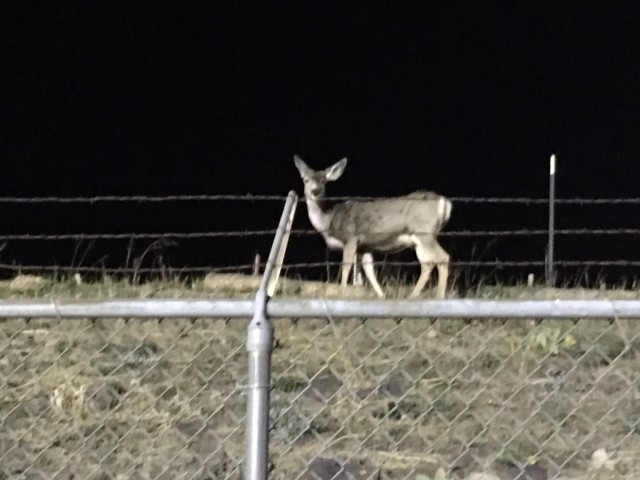 A deer wandered on the field during yesterday's practice. 